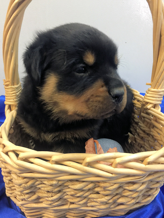 Rottweiler Available