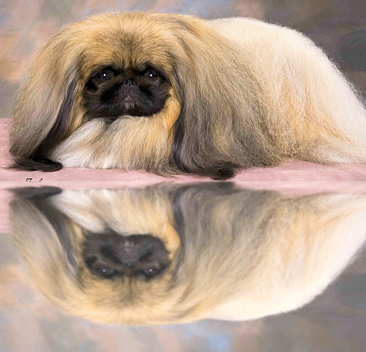 Pekingese